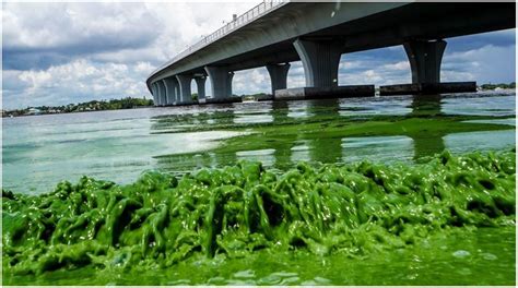 Hab Picture Of Microcystis Aeruginosa Bloom In The St Lucie Estuary In
