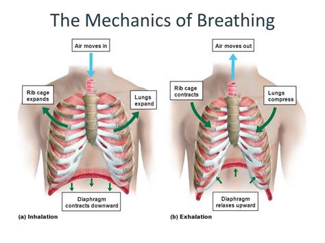 Mechanics Of Pulmonary Ventilation And Pressure Changes During