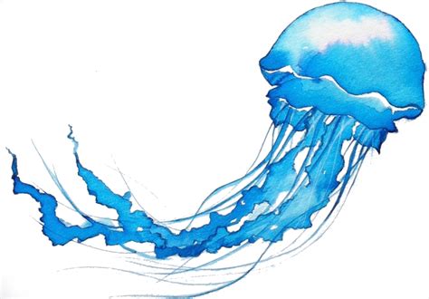Jellyfish Sting — Synaesthesia Magazine