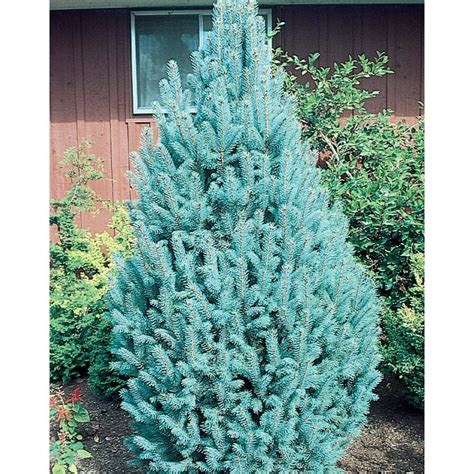 Shop 127 Gallon Columnar Blue Spruce Feature Tree Lw02373 At