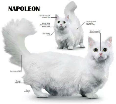 Menik junior salam pecinta kucing indonesia. Kucing British Shorthair X Munchkin - 81021+ Nama Untuk ...