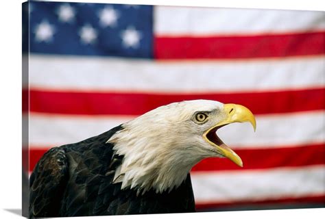 bald eagle and american flag wall art canvas prints framed prints wall peels great big canvas