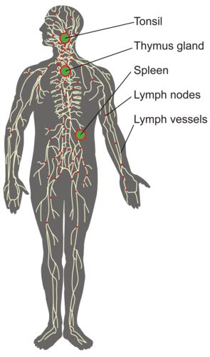 Lymphatic System Human Biology