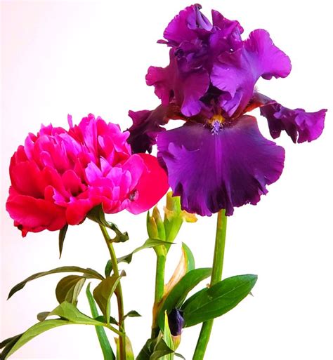 My Iris And Peony June 2020 Peonies Iris Flowers