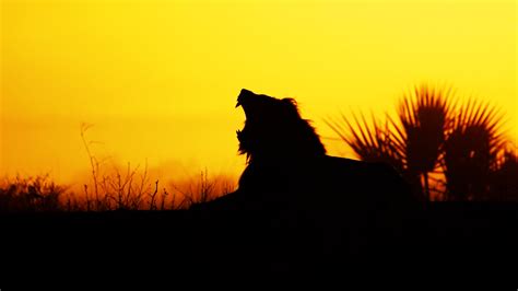 Animals Silhouette Lion Mammals Feline Wallpapers Hd