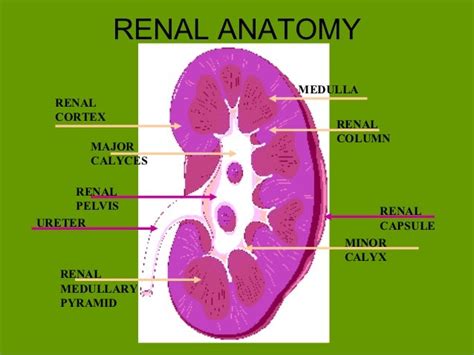 Us Neonatal Kidney