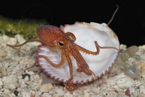 A Baby Octopus Under The Sea Pinterest Baby