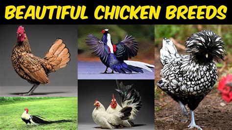 Most Beautiful Chicken Breeds In The World Best Fancy Chicken Breeds
