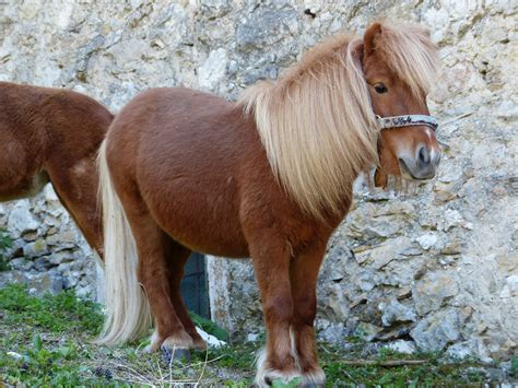 Shetland Pony Breed Guide Horsemart Krediblog