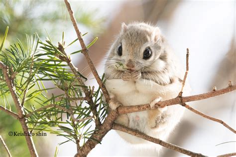 Japanese Flying Squirrel Flying