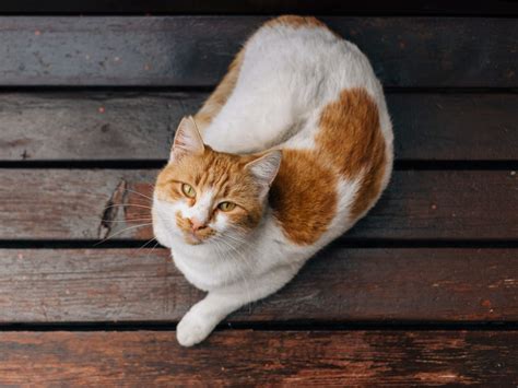 What are the best cat foods for cats that vomit? Most exotic cat breeds in the world | The Times of India