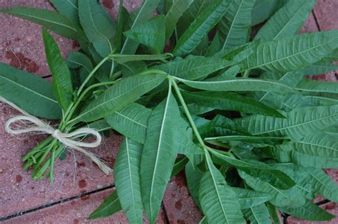 Its latin name is aloysia citrodora; Gardener in a Forest: Herb Week Day 1: Lemon Verbena (Aloysia triphylla)