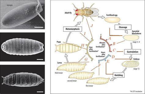Life Cycle Of Fruit Fly Drosophila Sequence Of Stages Of Development
