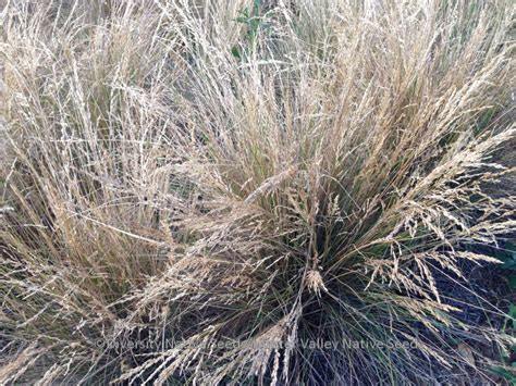 Poa Labillardieri Tussock Grass Diversity Native Seeds