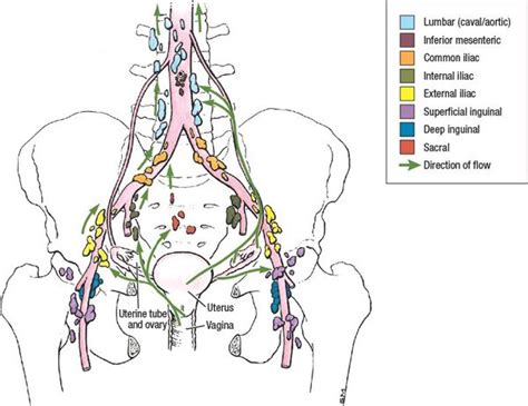 Lymph Nodes In Groin Male