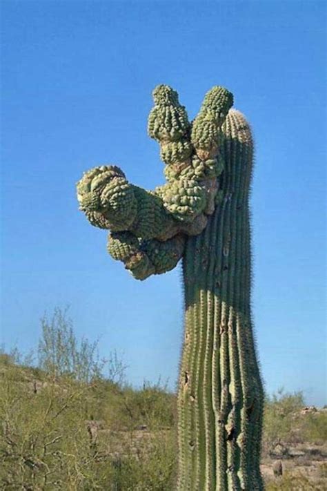 Amazing Saguaro Cactus Of Sonoran Desert