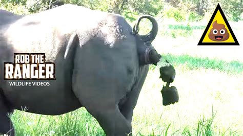 Endangered White Rhino Poop Explosion Youtube