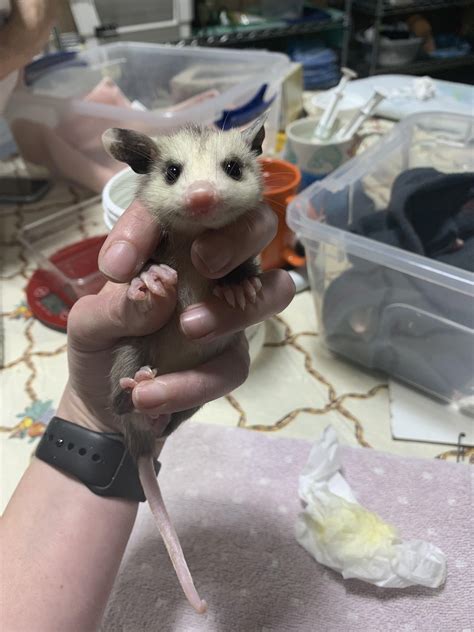 Just A Baby Opossum With A Full Tummy Aww