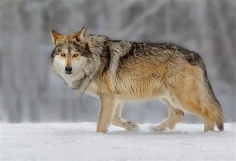 Mexican Gray Wolf Population Up By 32 In 2020 Wolf Count Wildearth