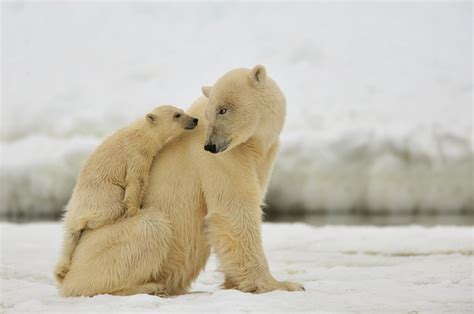 16 Adorable Pics Of Baby Polar Bear No 5 Is My Fav Reckon Talk