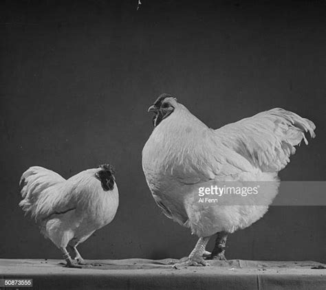 White Wyandotte Photos And Premium High Res Pictures Getty Images