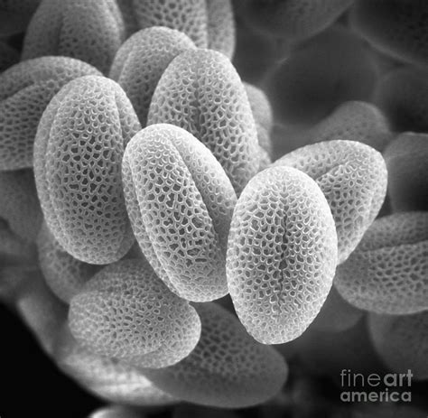 Grass Pollen Sem X38000 Photograph By David M Phillips