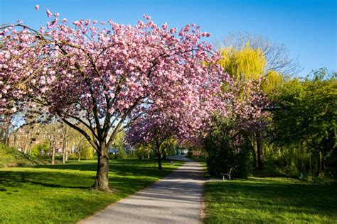 Landscape Shot Of A Park Of Cherry Blossom Trees Stock Photo Image Of