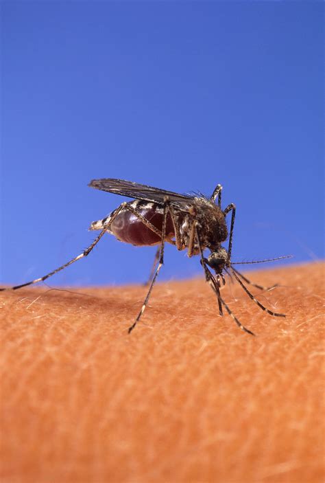 Mosquito Free Stock Photo Close Up Of A Mosquito Biting Human Skin
