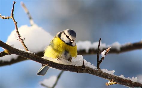 Birds In Winter Wallpapers High Quality Download Free