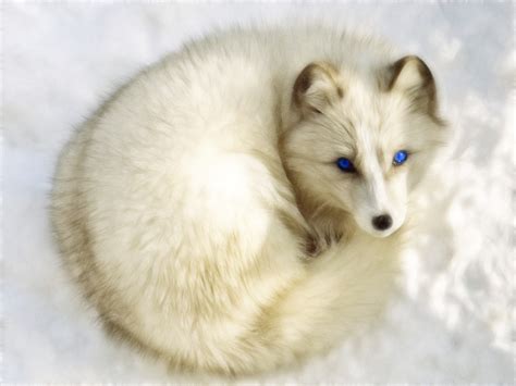 Arctic Fox Foxes Wallpaper 40455191 Fanpop