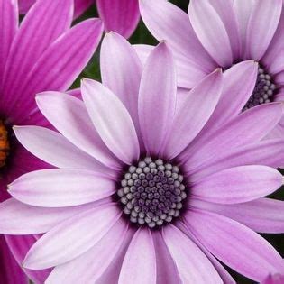 Poems on the beauty of flowers. Vibrant Pink Purple Flowers Facebook Cover - Nature