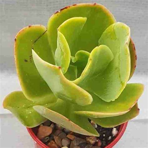 Echeveria Pallida Succulent Plants Bring Elegance To Your Space