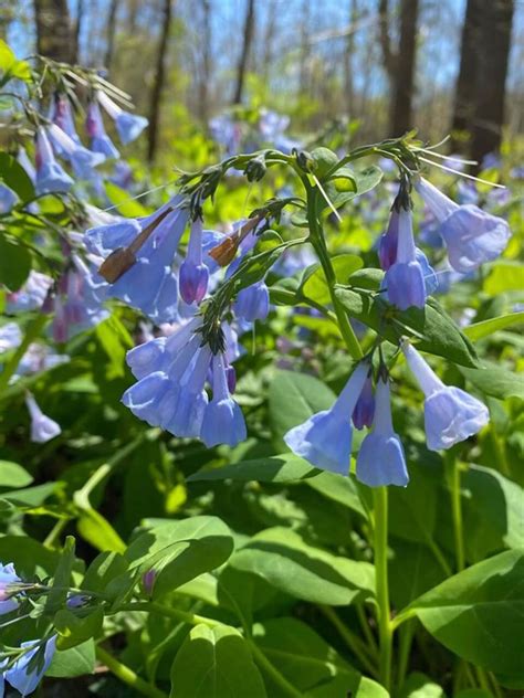 How To Grow And Care For Virginia Bluebells Flowers Mertensia Virginica