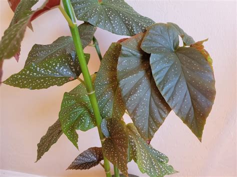 How To Propagate Begonia Step By Step Guide With Pictures