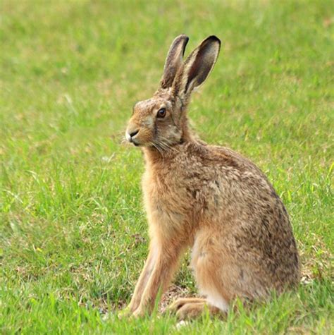 March Hare Philipdodd Commaful