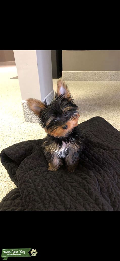 Akc Certified Purebred Yorkie For Breeding Stud Dog New Jersey