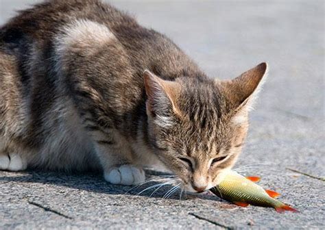 An image tagged fish eating cat. Kitty That Only Wants Fish - Feline Nutrition Foundation