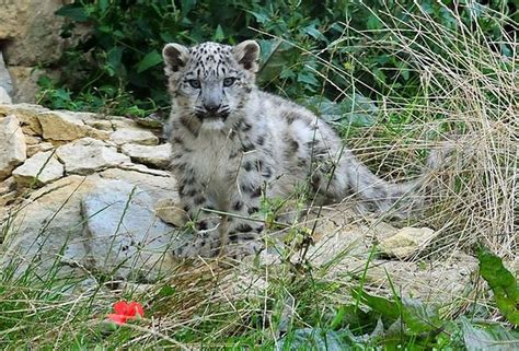 Baby Snow Leopards Born At Twycross Zoo Hinckley Times