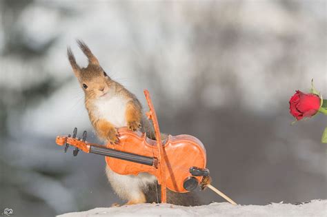 Adorable Wild Red Squirrels Playing With Tiny Music Instruments Fubiz