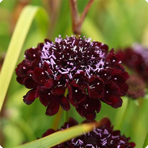 Scabiosa Seeds Black Knight Heirloom Untreated Non Gmo From Canada