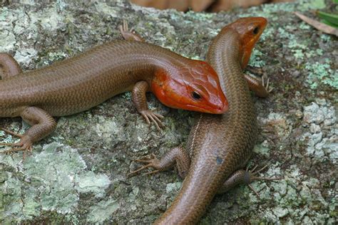 Broad Headed Skink Herpetofauna Of Middle Tennessee · Inaturalist