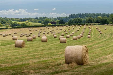 Hay Farming Essentials A Comprehensive Guide To Growing Hay