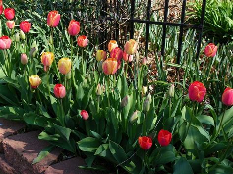 Double Your Spring Bulb Flowers With Tulips And Daffodils