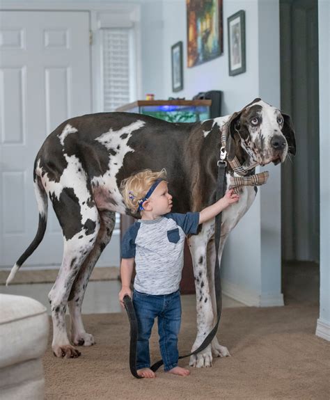What Is The Largest Great Dane On Record