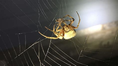 Common Spiders Around The Home Nebraska Extension In Lancaster County