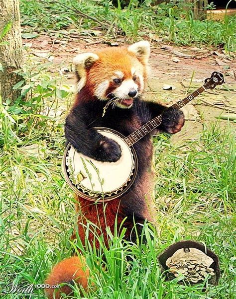 Rpm So Much Floof Red Panda Cute Red Panda Cute Animals