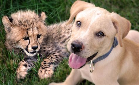 Kumbali And Kago Cheetah Cub And Puppy Friendship Metro Richmond Zoo