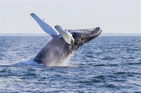 Humpback whales are peaceful animals and a joy to watch. Humpback Whale Photograph by Mircea Costina Photography