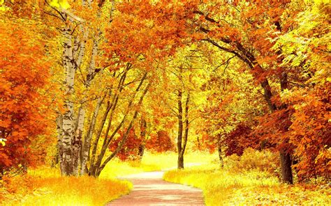 Fall Leaves Autumn Free Screensaver Autumn Fall Scenery Pictures