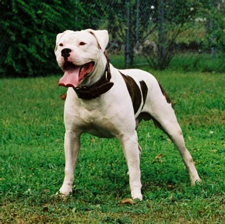 American bulldog puppies occasionally available to select homes,california. Scott American Bulldogs | american bulldog for stud scott ...
